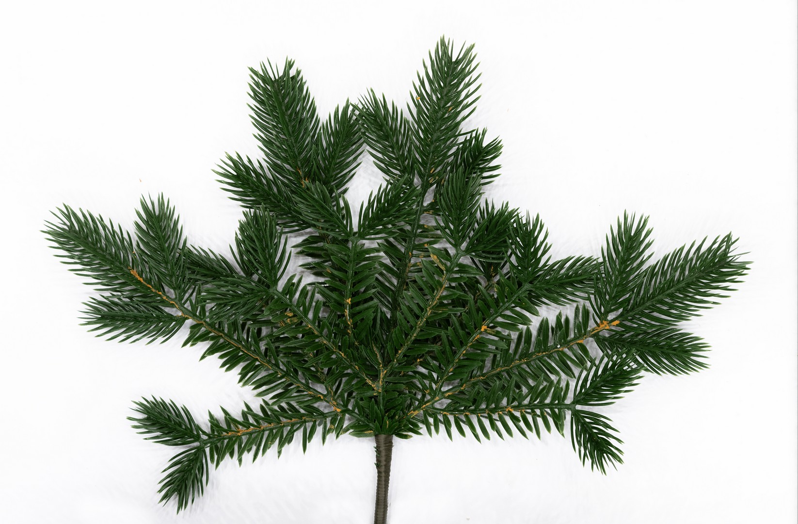 картинка Ветка Лиана