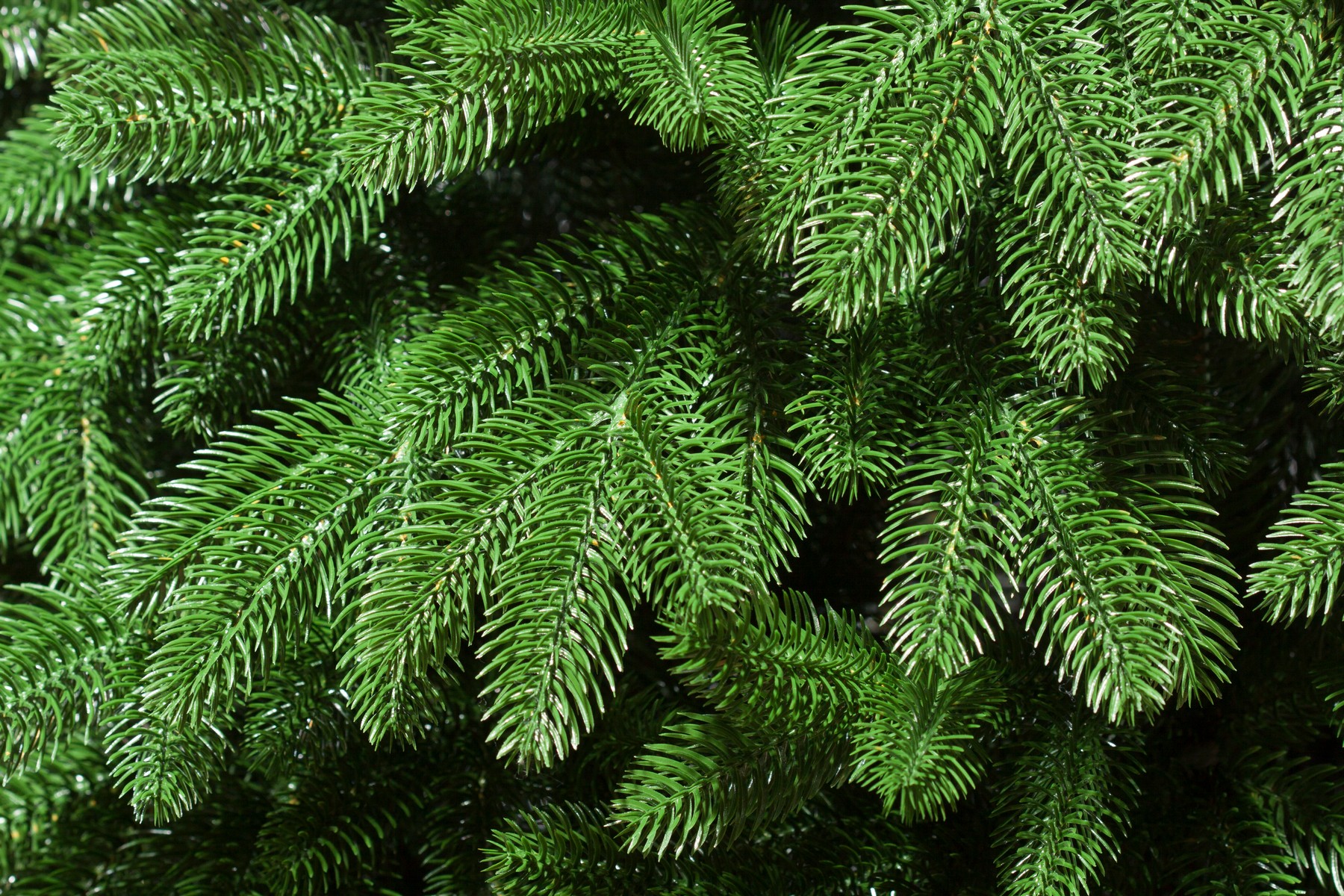 картинка Ель «Новогодняя Фантазия» напольная