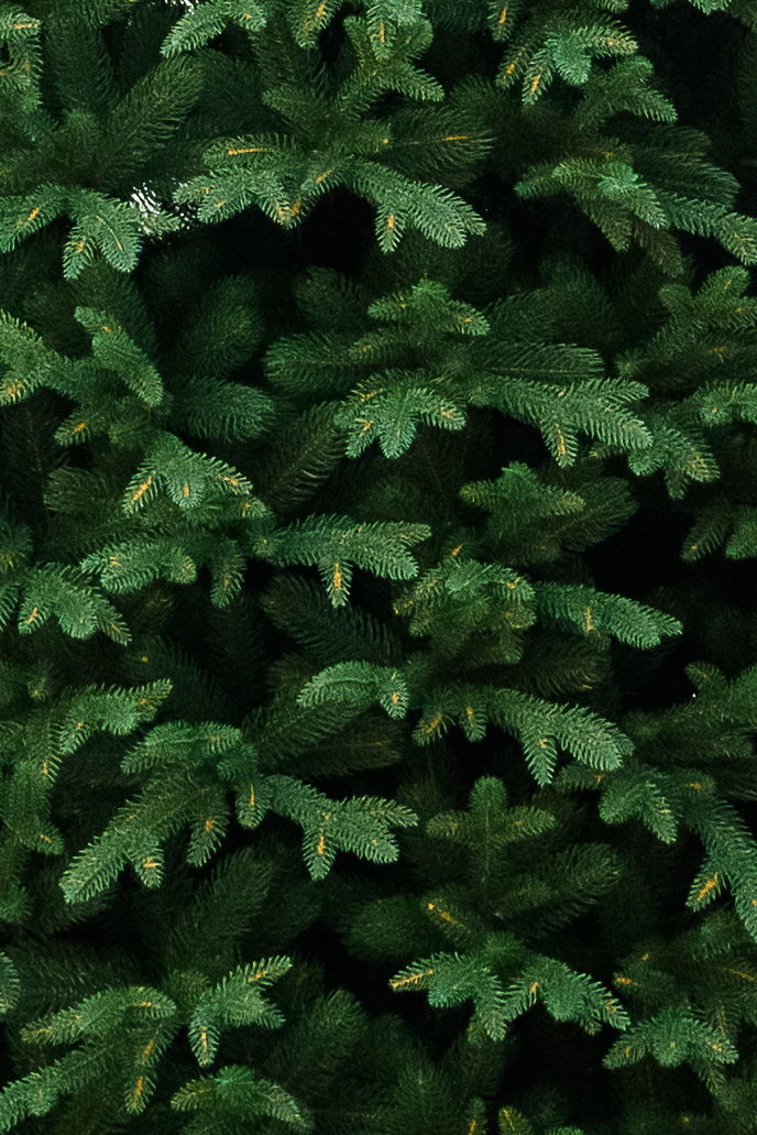 картинка Стволовая ель «Алтайская» 3.5-6 метров