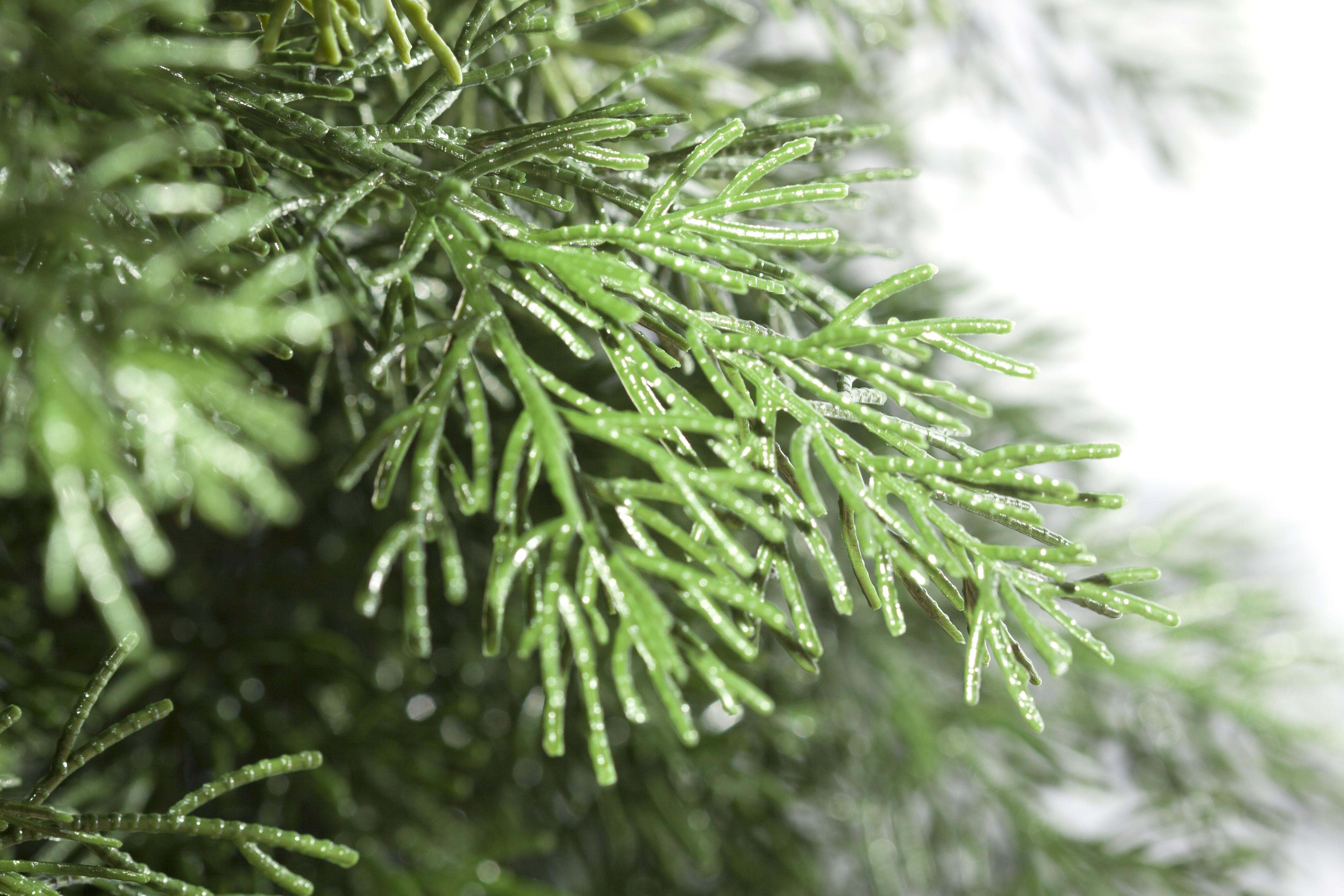 картинка Туя Смарагд 120 - 180 см