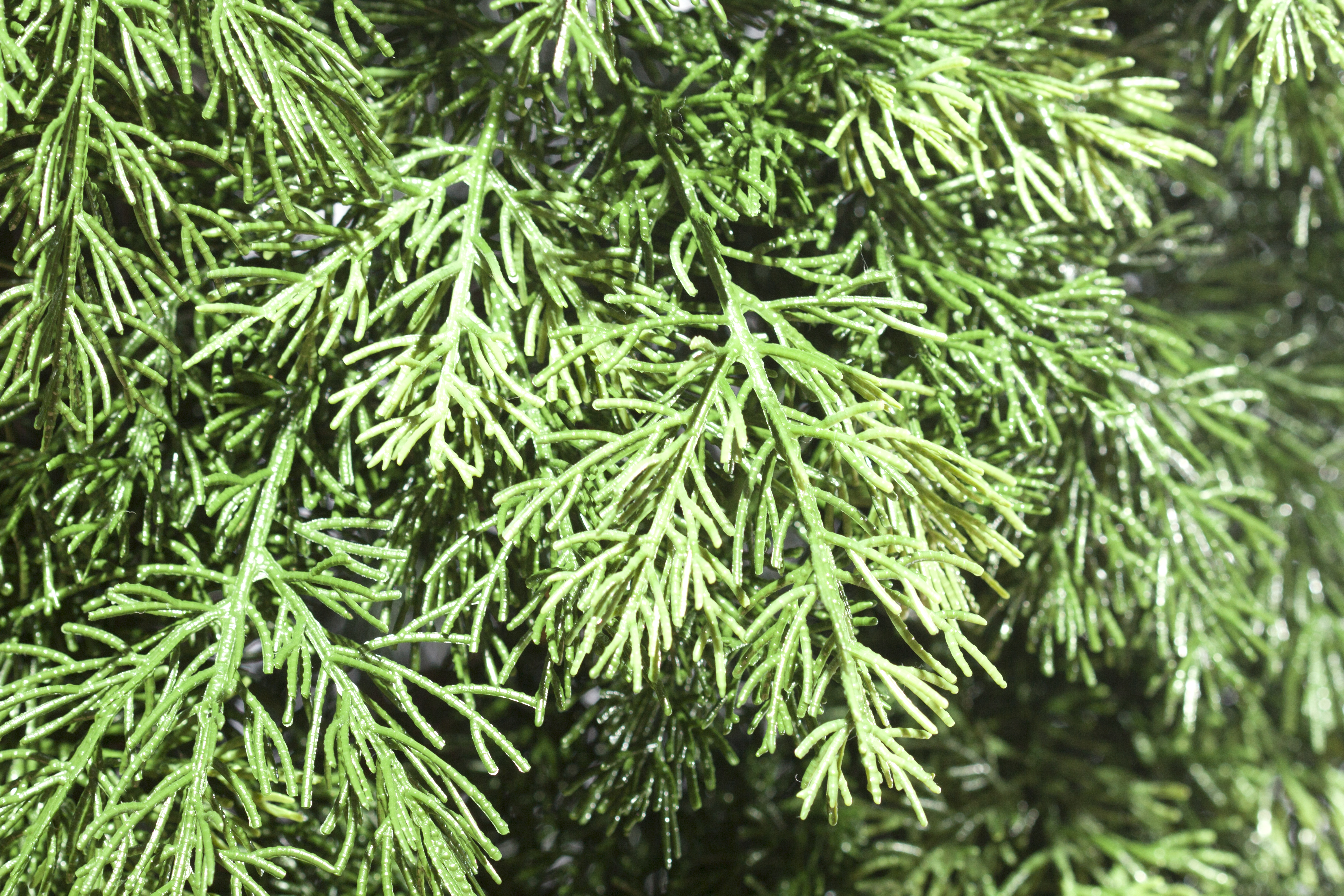 картинка Туя Смарагд 120 - 180 см