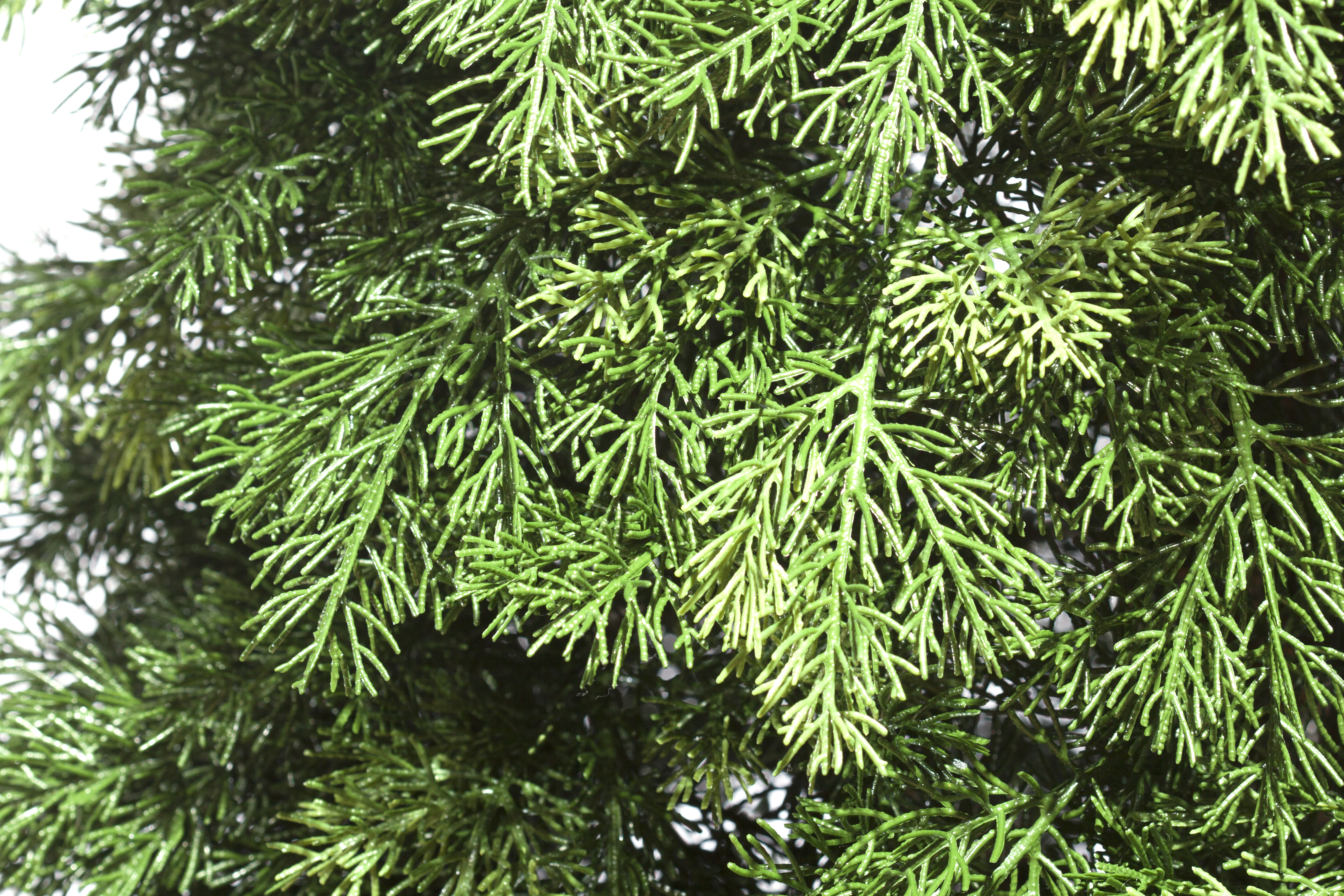 картинка Туя Смарагд 120 - 180 см