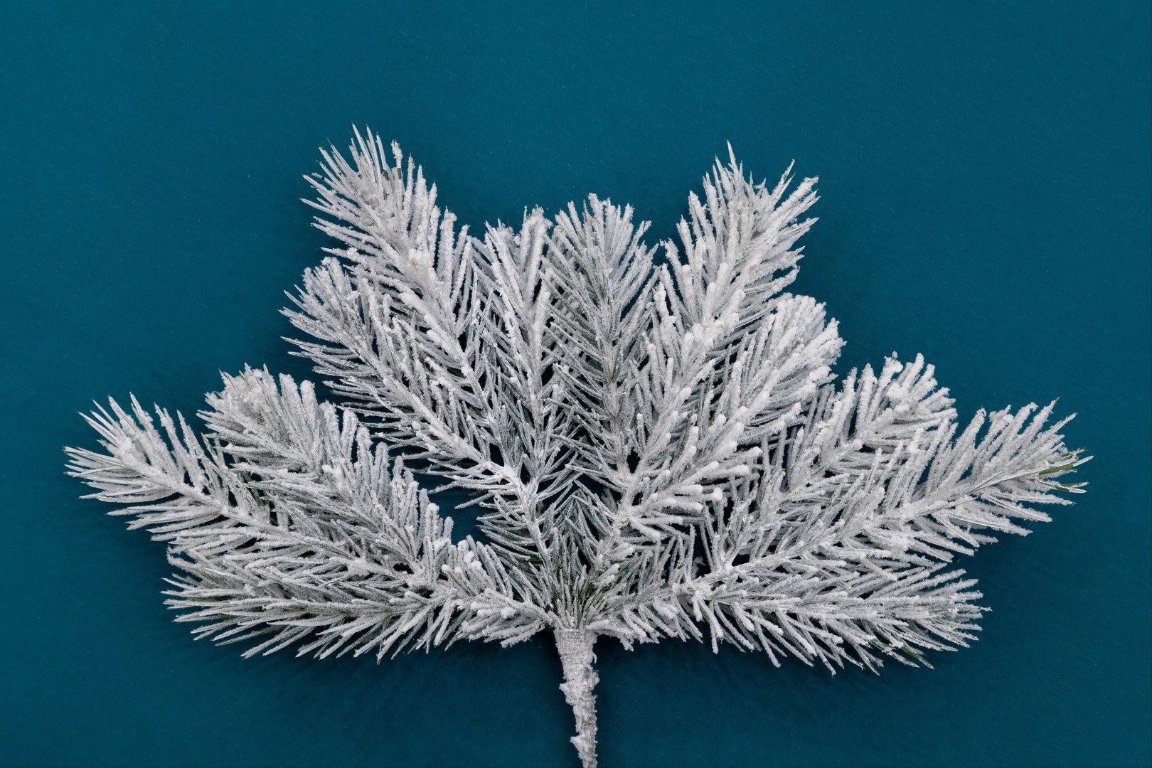 картинка Ветка Летиция Заснеженная