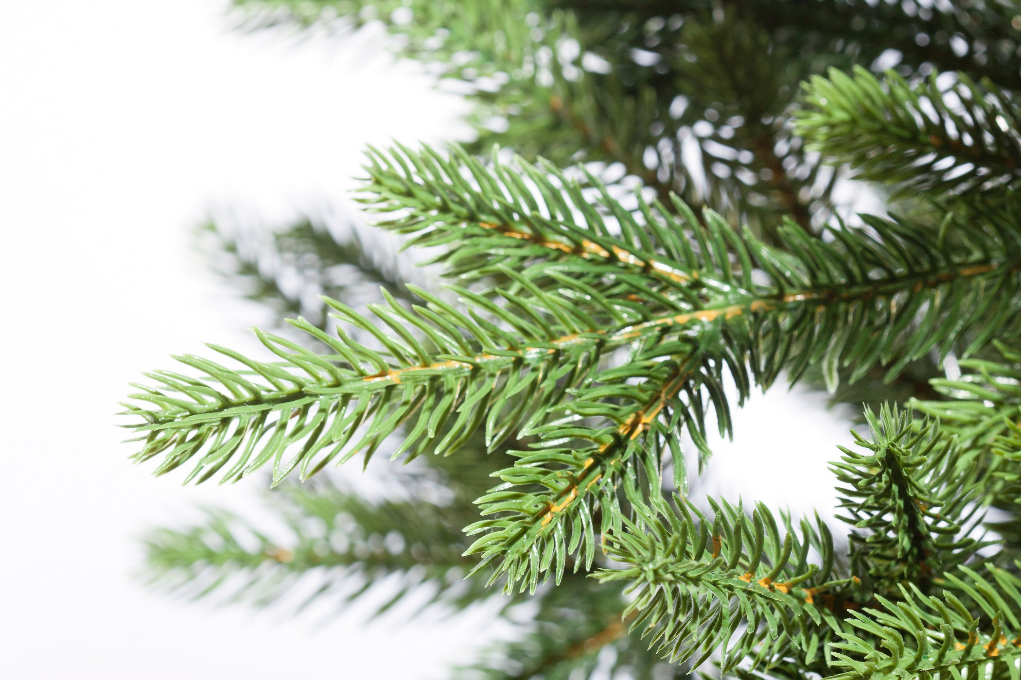 картинка Ель «Николь» напольная