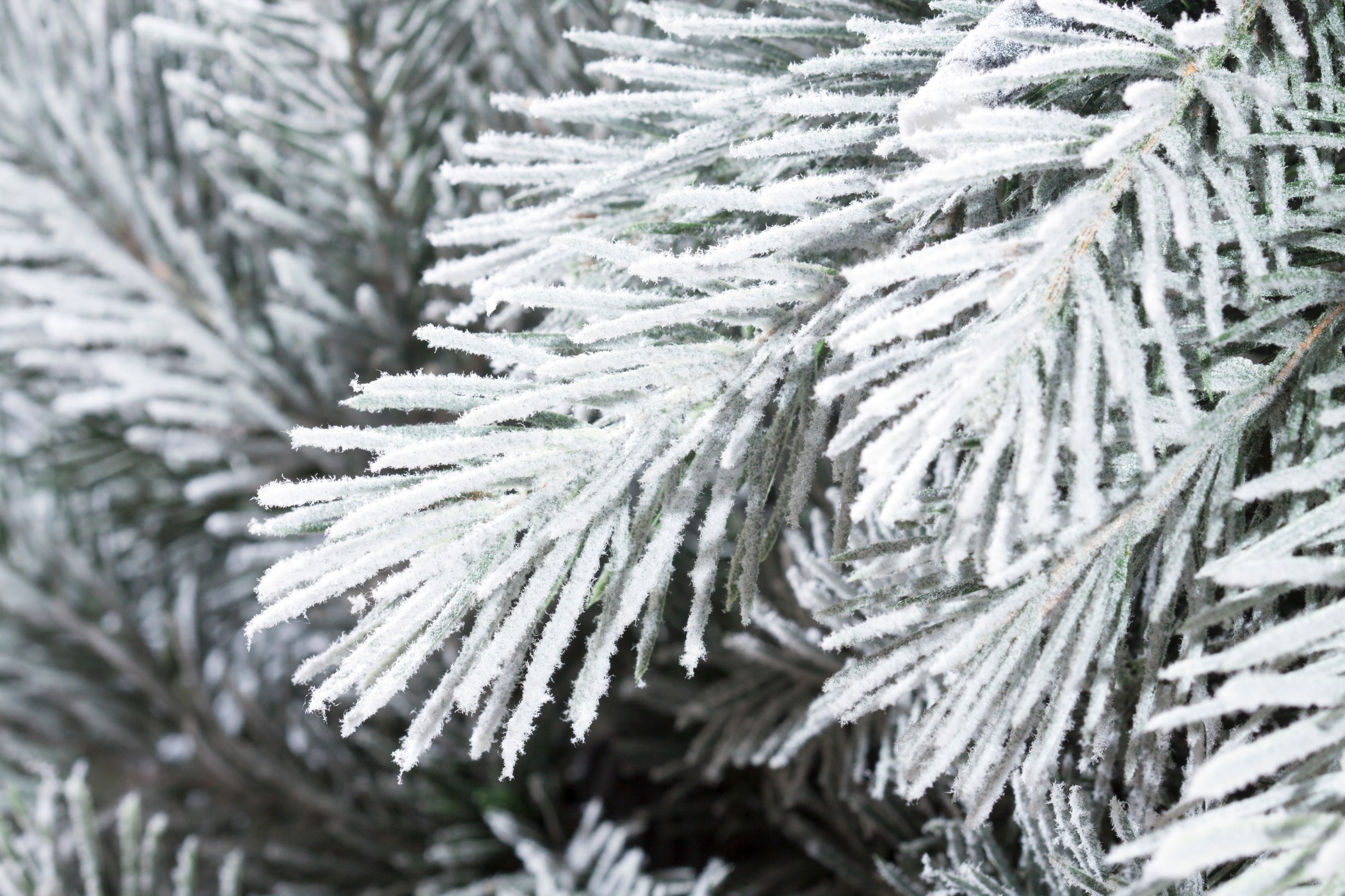 картинка Ель «Летиция с освещением заснеженная» напольная