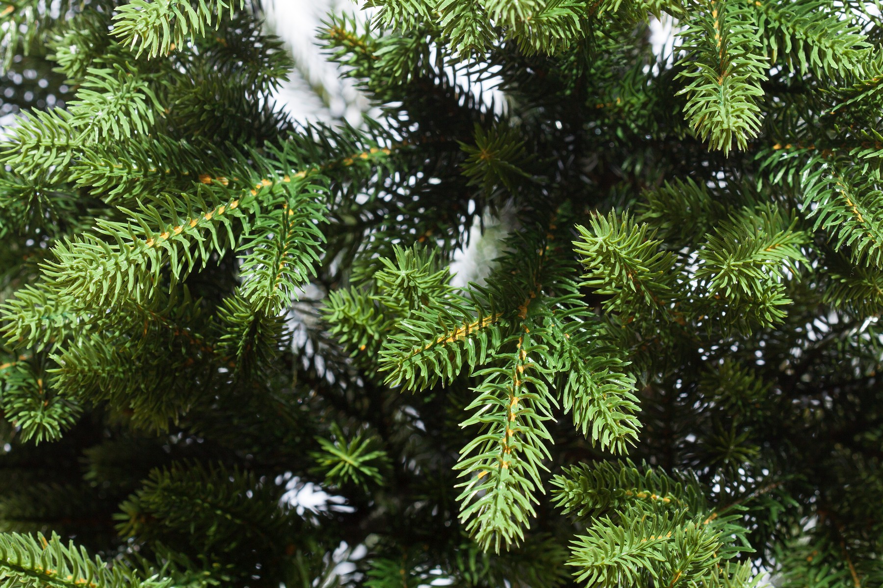 картинка Ель «Фея Премиум» напольная