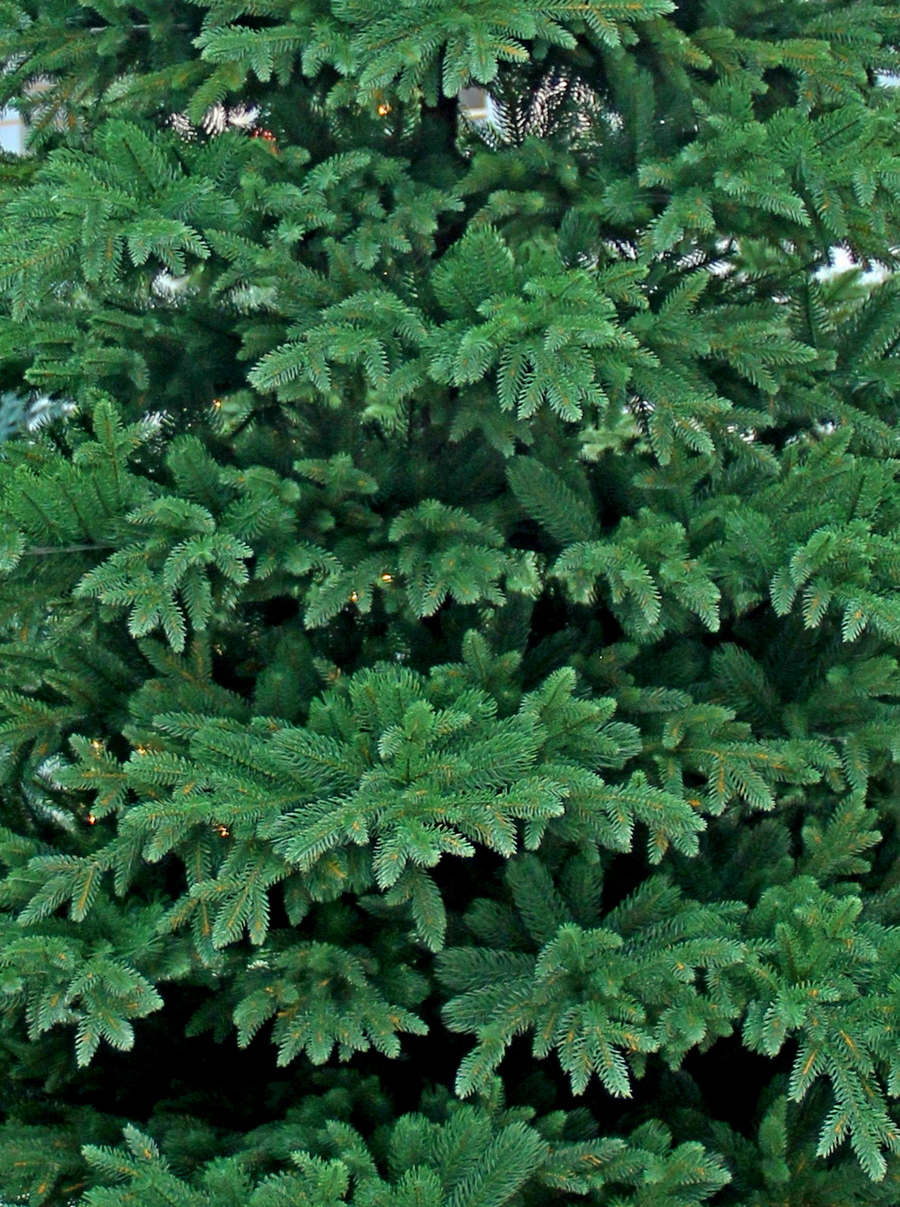 картинка Стволовая ель «Виктория» 3 - 6 метров