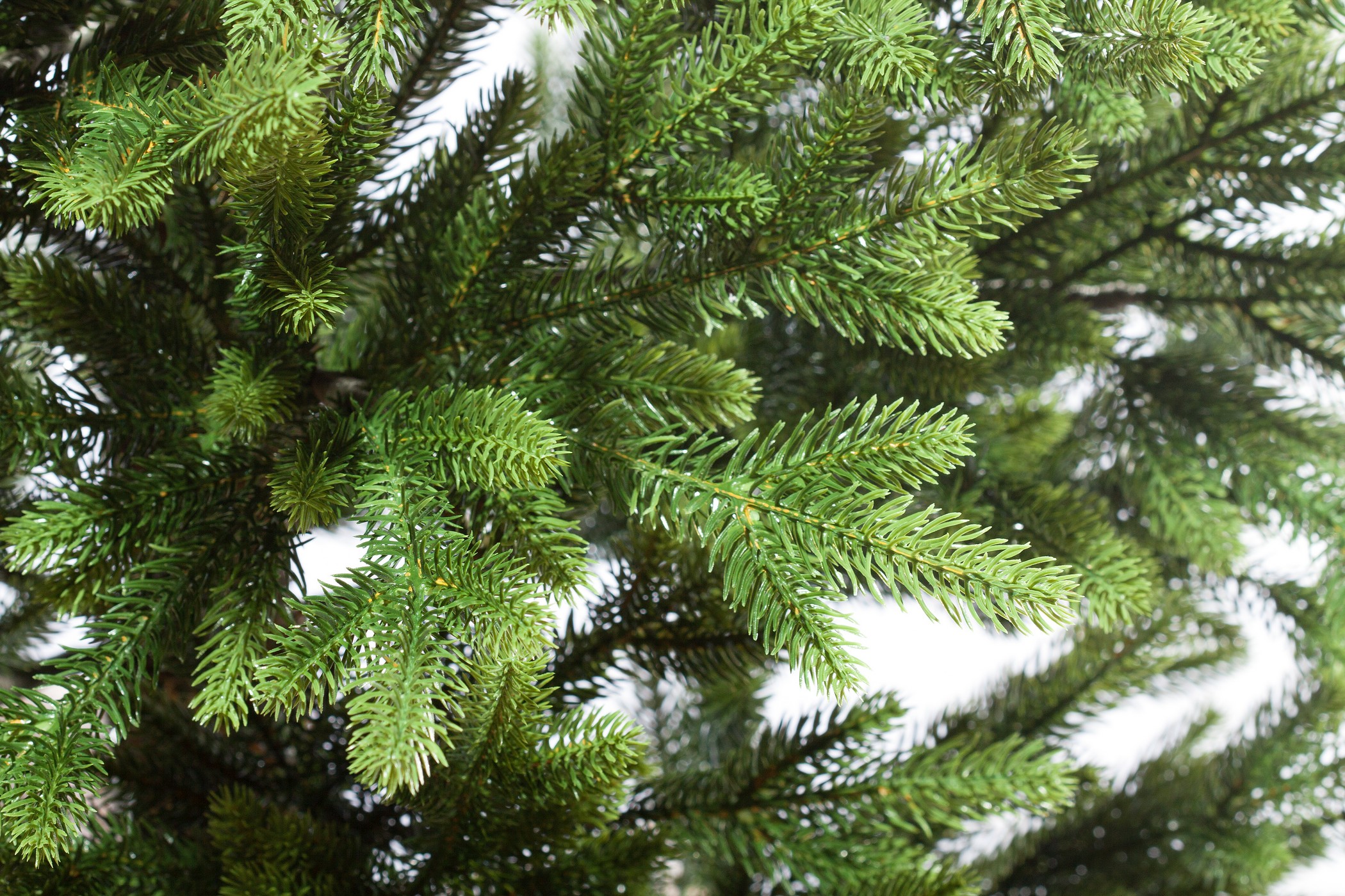 картинка Ель «Николь» напольная