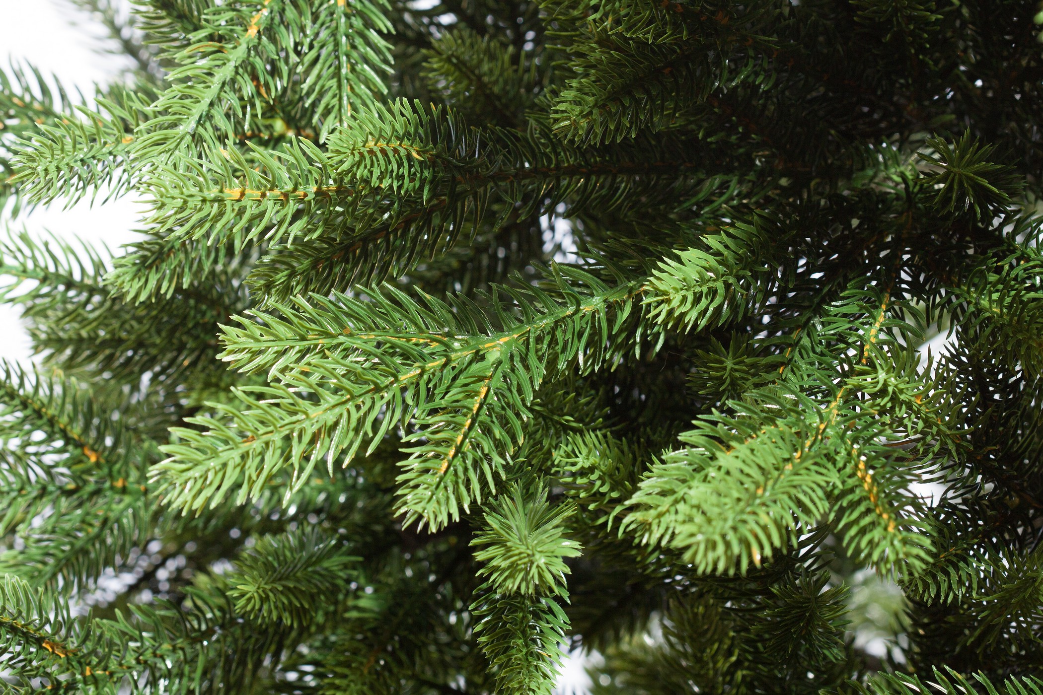 картинка Ель «Николь» напольная