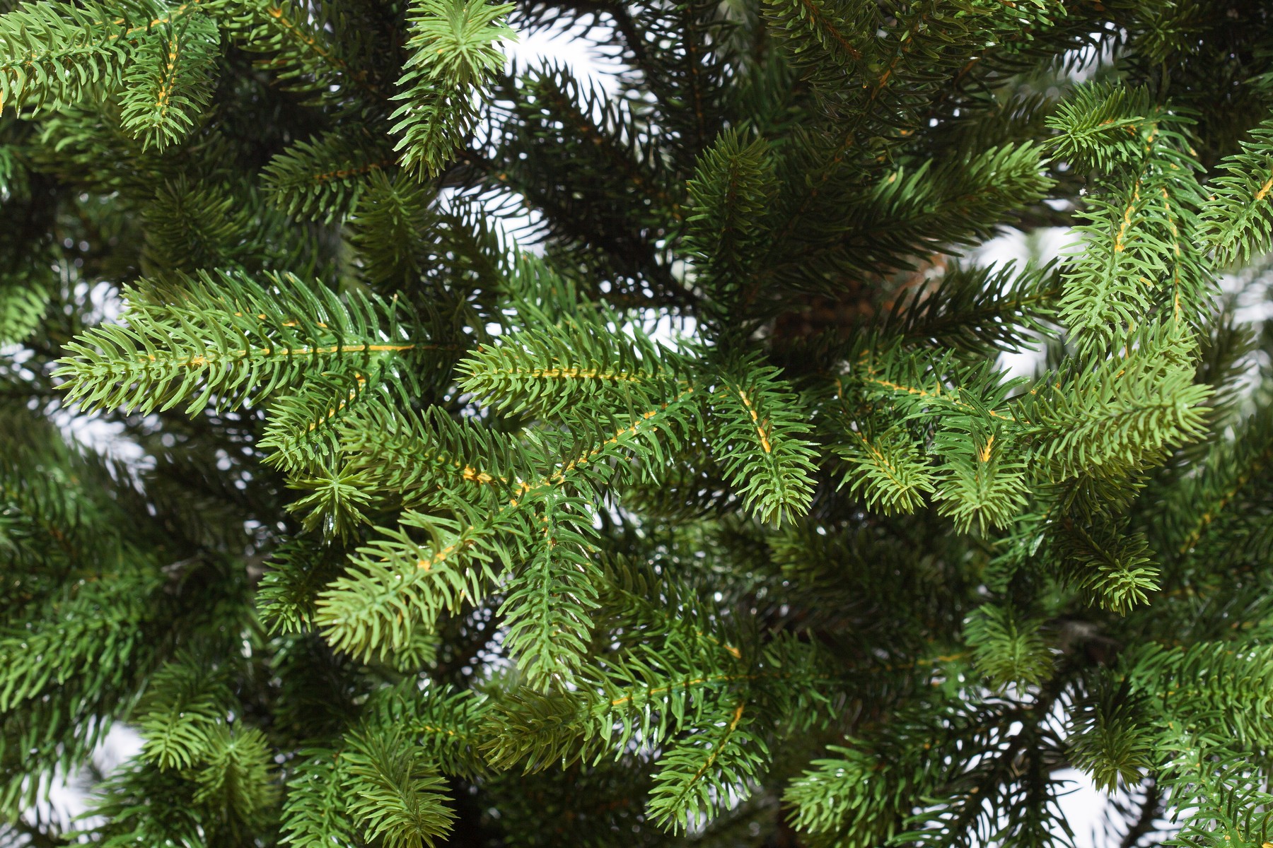 картинка Ель «Фея Премиум» напольная